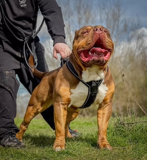 Professional training dog harness featuring top mounted control handle