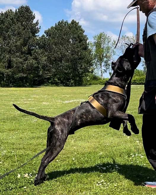 Heavy duty K9 training harness with custom quick release clips