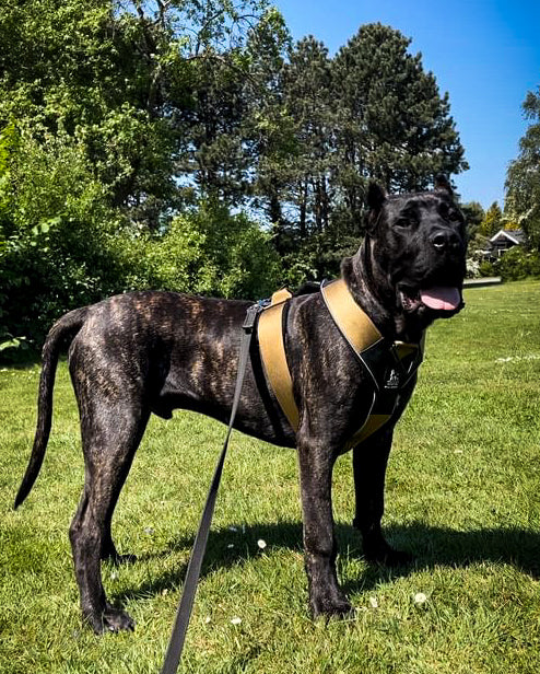 Tear resistant canine utility harness showing ergonomic top control grip
