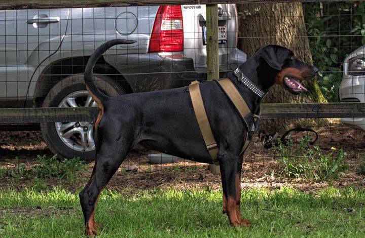 Premium high strength tactical nylon sport dog harness accessory pack